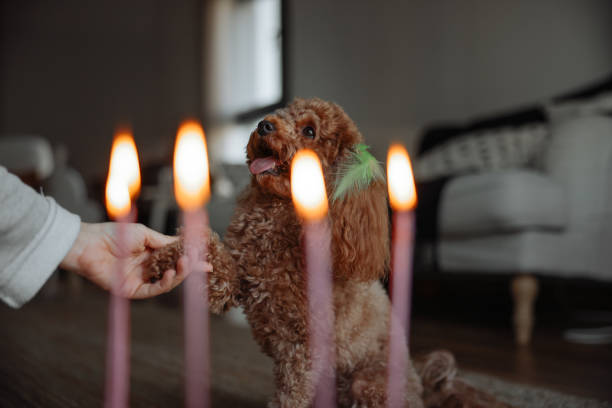 Happy dog in party hat celebrating birthday, unrecognizable female owner holding b-day cake in hand greeting pet at home