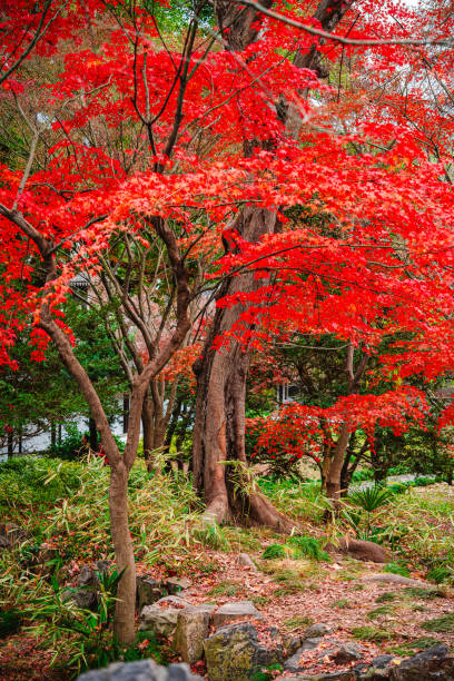 istock Lingering Garden, Suzhou, China 2012242223