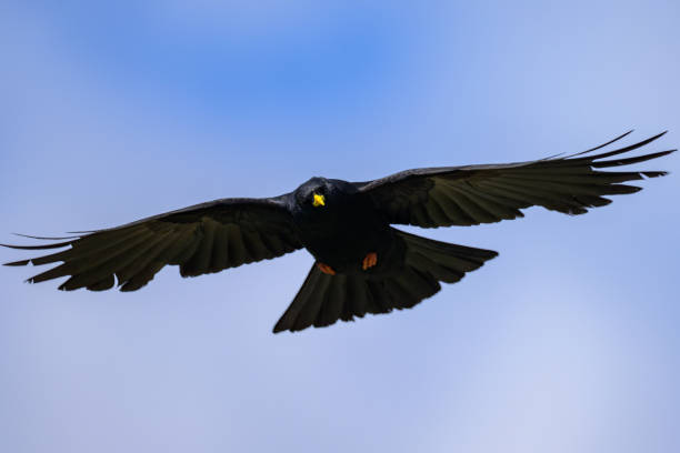 istock Alpine Chough flying on a sunny day blue sky 2012243836
