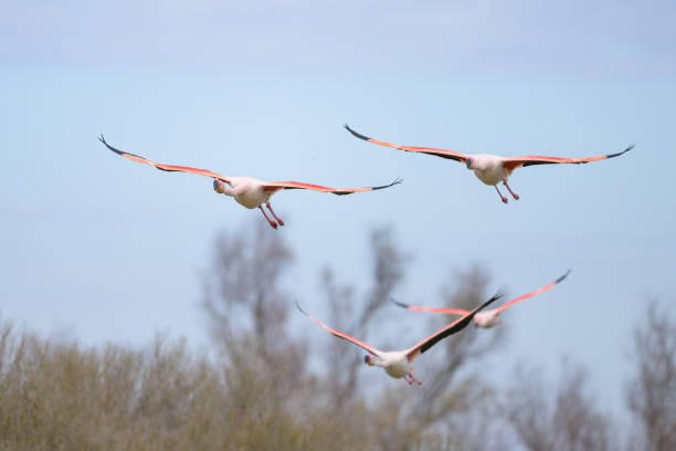 A group of Greater Flamingos flying low over water, morning in springtime, Camargue (Provence, France)