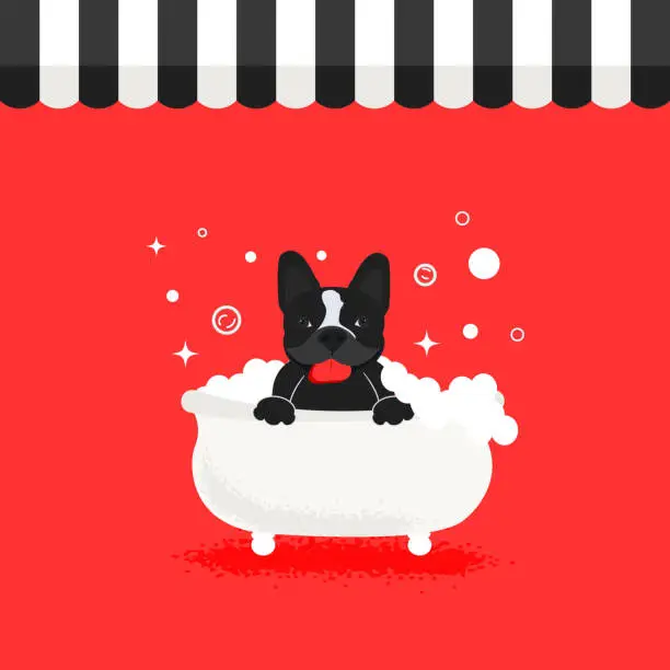 Vector illustration of A French bulldog in the bathroom. Grooming for pet. SPA for dogs. The logo for the grooming salon.