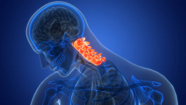 istock Spinal Cord Vertebral Column Cervical Vertebrae of Human Skeleton System Anatomy 2012256685