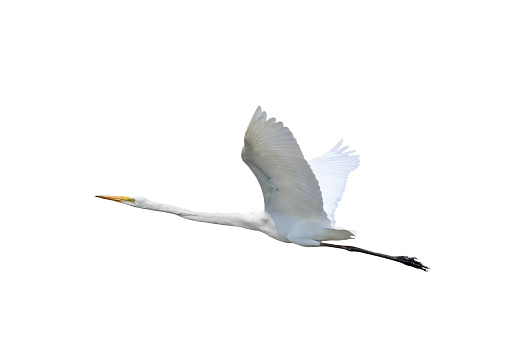 Beautiful flying Egret isolated on white background.