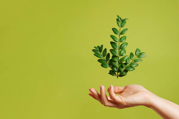 istock Green plant in female hand on the plain green background, copy space 2012286372