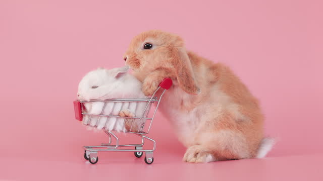 Little easter rabbit in shopping cart on isolate pink background screen