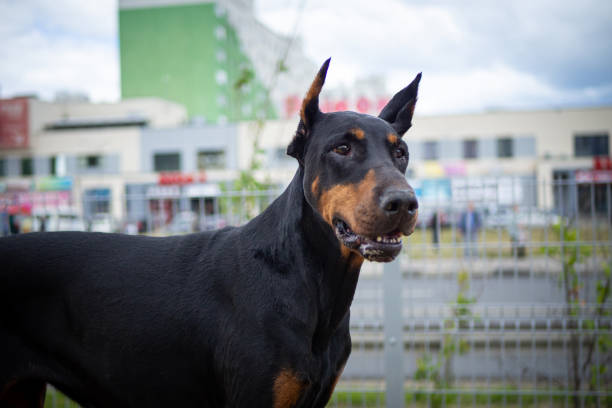 Portrait of a Doberman. Filmed on a training ground, walking for dogs.