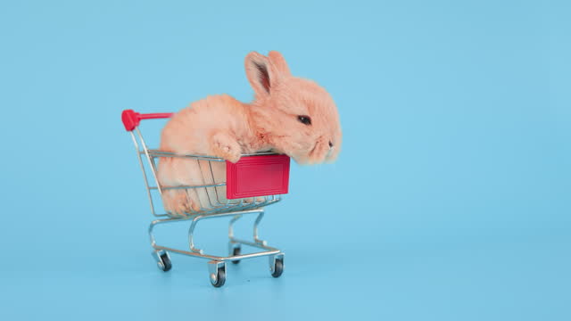 Little easter rabbit in shopping cart on isolate blue background screen