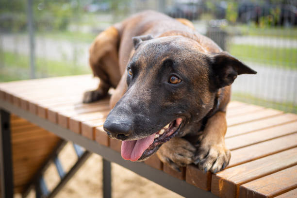 Portrait of a Belgian shepherd. Filmed on a training ground, walking for dogs.