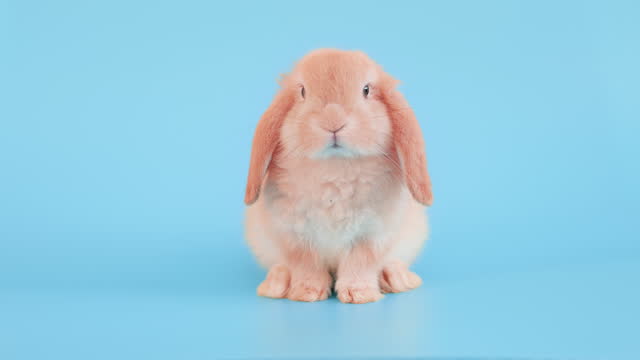 Little easter rabbit on isolate blue background