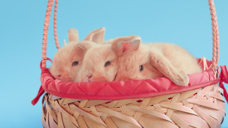 Cute Easter bunny in a basket with Easter eggs on isolate blue background