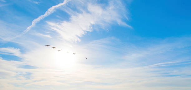 istock Birds flying in a blue colored sky in winter 2012295258