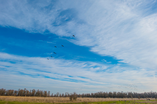 Birds flying in a blue colored sky in winter, Almere, Flevoland, The Netherlands, February 13, 2024