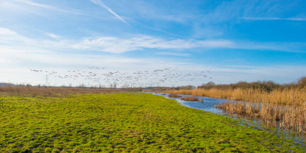 istock Birds flying in a blue colored sky in winter 2012296361