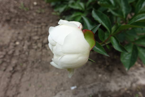 Half open bud of white common peony in mid May
