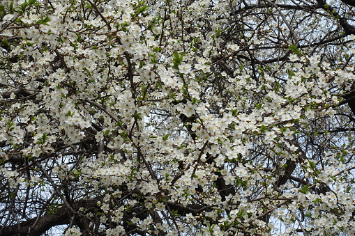 Lots of white flowers of cherry tree in March