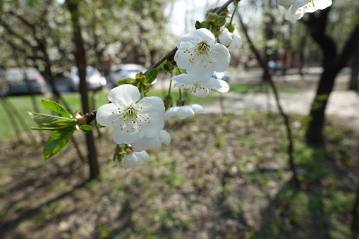Several white flowers of cherry tree in April