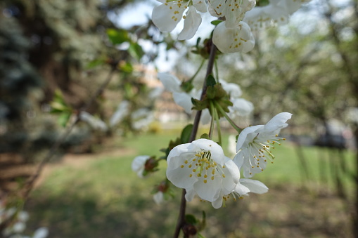 Pair of white flowers of cherry tree in April