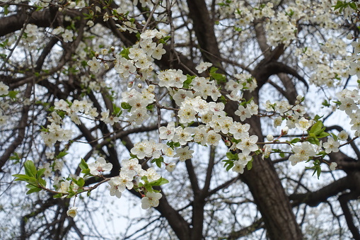 Multiple white flowers of cherry tree in March