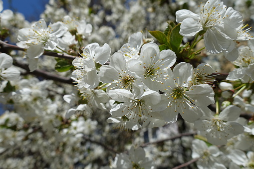 Twig of blossoming cherry tree in April