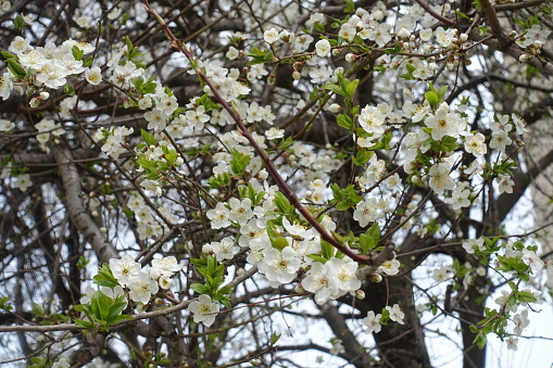 White flowers and buds of cherry tree in March