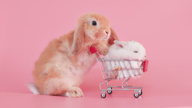 Little easter rabbit in shopping cart on isolate pink background screen