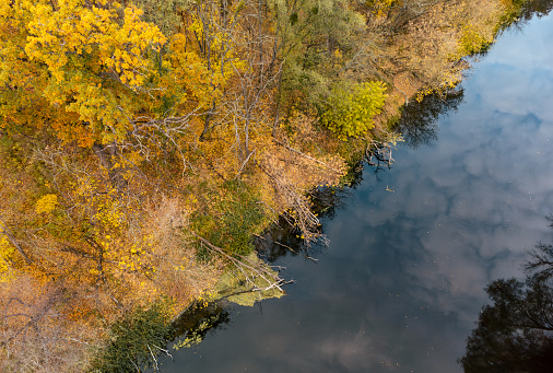 Autumn aerial drone look down on river with colorful golden trees on riverbanks. Autumnal vibrant Siverskyi Donets River in Ukraine
