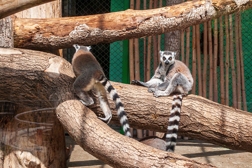 Lemurs catta in the zoo in the enclosure, sitting on a tree trunk.