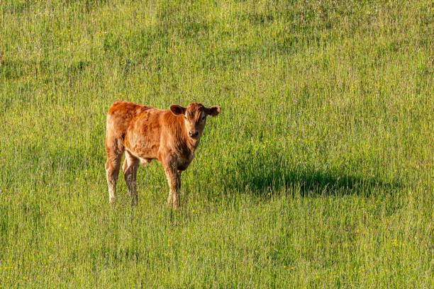 A brown calf in a field in Sussex, on a sunny late spring evening