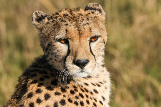 istock cheetah face  portrait picture 2012313564