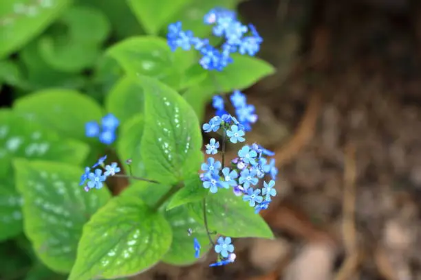 Photo of blue flowers of true forget-me-not (Myosotis scorpioides)