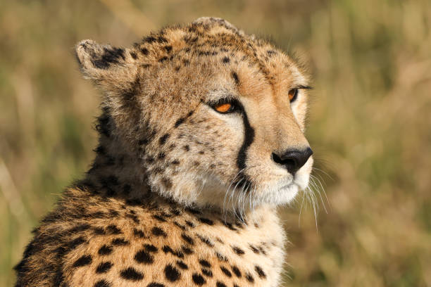 istock cheetah face  portrait picture 2012314610