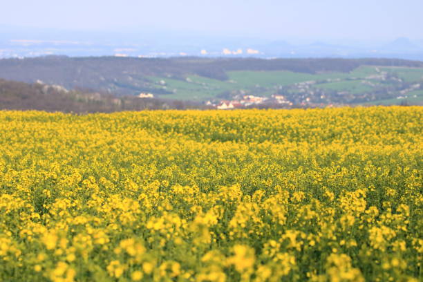 a Spring landscape with yellow rapeseed field in Saxony, Germany