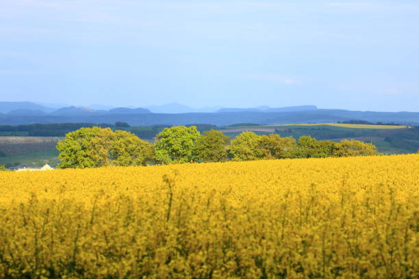 a Spring landscape with yellow rapeseed field in Saxony, Germany