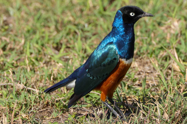 istock superb starling in Maasai Mara NP 2012316719
