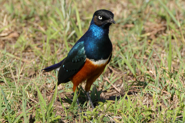 istock superb starling in Maasai Mara NP 2012317264