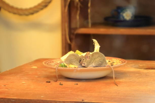 two mouses climbing on a plate on table - rodent hamster small apartment 뉴스 사진 이미지