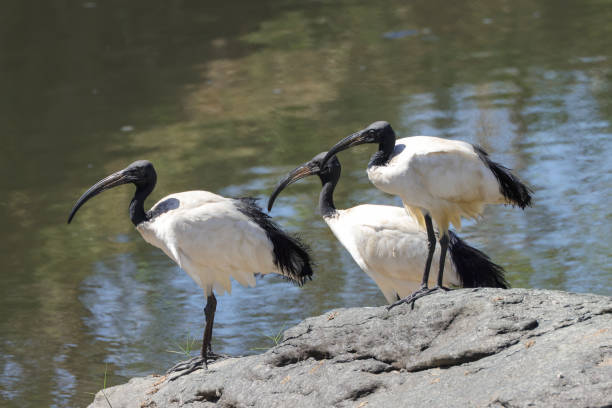 istock a group of sacred ibis at Mara river 2012317917