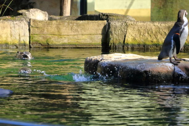 A young black sea lion stands on a stone by the water.