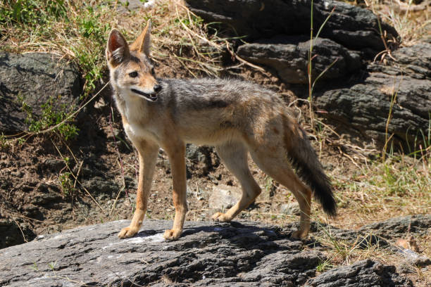 istock black backed jackal in Maasai Mara NP 2012319045