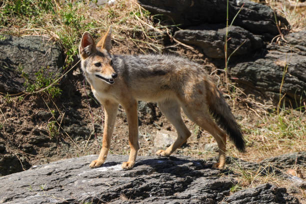 istock black backed jackal in Maasai Mara NP 2012319046