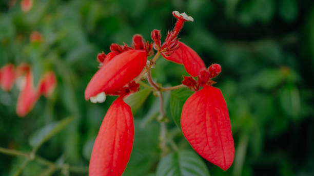 Close-up of the bright red flower of the Ashanti blood, Red Flag Bush and Tropical Dogwood scientific name Mussaenda Erythrophilla in Surabaya, East java. Close-up of the bright red flower of the Ashanti blood, Red Flag Bush and Tropical Dogwood scientific name Mussaenda Erythrophilla in Surabaya, East java. mussaenda parviflora stock pictures, royalty-free photos & images