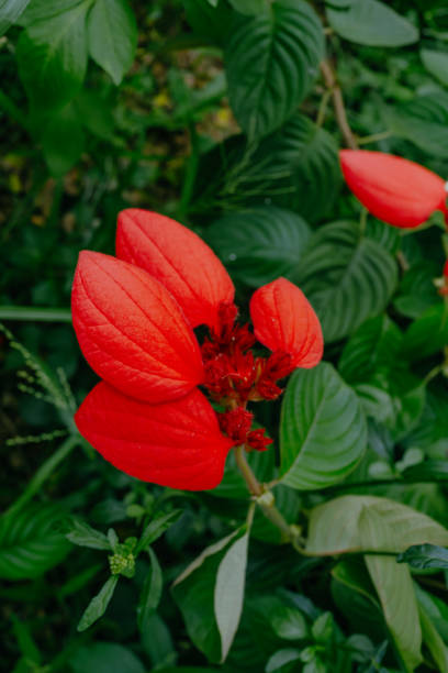 Close-up of the bright red flower of the Ashanti blood, Red Flag Bush and Tropical Dogwood scientific name Mussaenda Erythrophilla in Surabaya, East java. Close-up of the bright red flower of the Ashanti blood, Red Flag Bush and Tropical Dogwood scientific name Mussaenda Erythrophilla in Surabaya, East java. mussaenda parviflora stock pictures, royalty-free photos & images