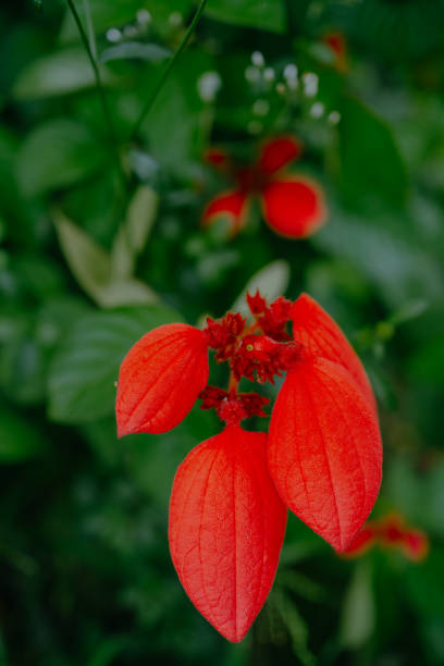 Close-up of the bright red flower of the Ashanti blood, Red Flag Bush and Tropical Dogwood scientific name Mussaenda Erythrophilla in Surabaya, East java. Close-up of the bright red flower of the Ashanti blood, Red Flag Bush and Tropical Dogwood scientific name Mussaenda Erythrophilla in Surabaya, East java. mussaenda parviflora photos stock pictures, royalty-free photos & images
