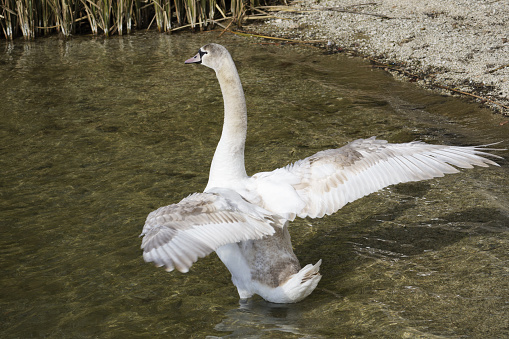 White swan swimming in the water of a river