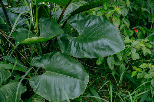 Alocasia odora, night-scented lily, Asian taro, or giant upright elephant ear ia a flowering plant native to East and Southeast Asia. Close up. Selective fous.