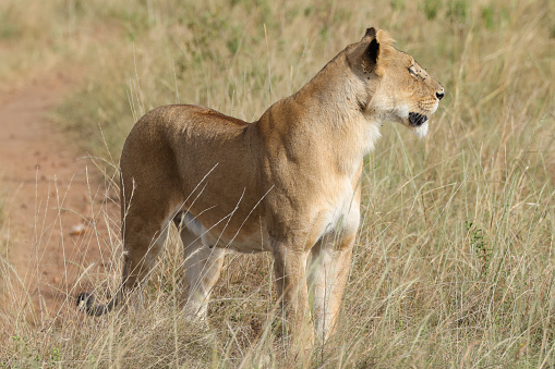 a lioness with just one eye in Maasai Mara NP