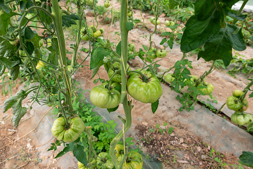 Organic vegetable garden, harvesting green tomatoes
