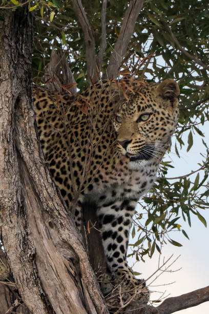 istock a leopard on a tree observes the savannah for prey 2012336182