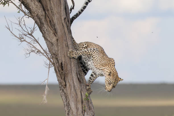 istock a leopard jumps from a tree in Maasai Mara NP 2012345630