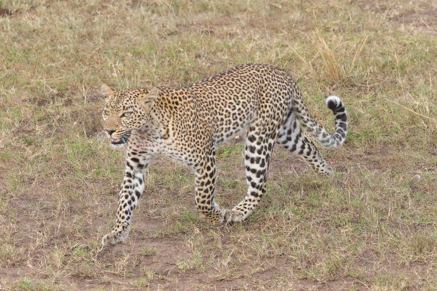 istock a leopard walks in the savannah of Maasai Mara NP 2012345792